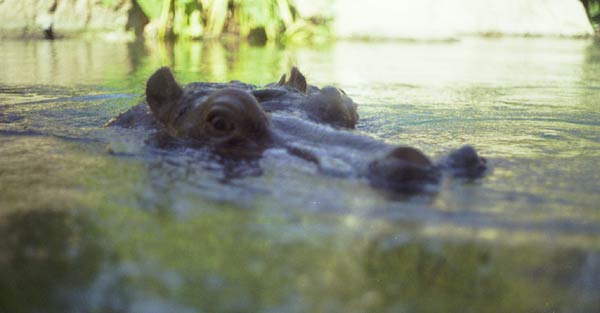 hippo.jpg